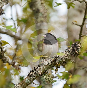 Dark eyed Junco resting on branch