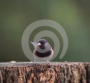 Dark eyed junco resting in forest