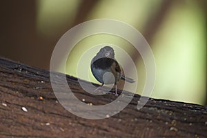 Dark eyed junco resting in forest