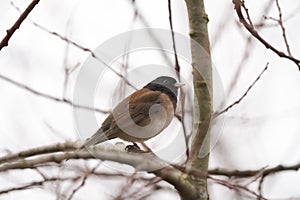 Dark eyed junco resting in forest