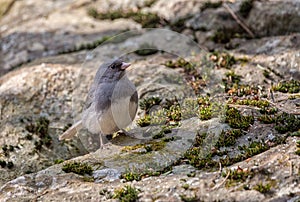 Dark Eyed Junco on a rock