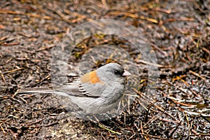 Dark-eyed Junco in Rocky Mountains