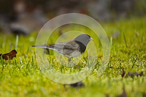 Dark Eyed Junco Scavenging for Food