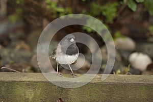 Dark Eyed Junco Scavenging for Food