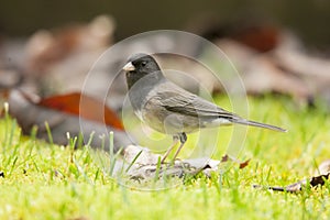 Dark Eyed Junco Scavenging for Food