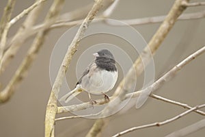 Dark Eyed Junco Scavenging for Food