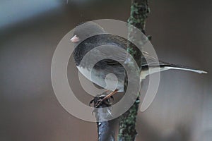 Dark-Eyed Junco - Side View - Winter - Junco hyemalis