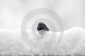 Dark eyed Junco sitting in pile of winter snow