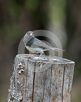 Dark-eyed Junco Sitting on a Tree Stump