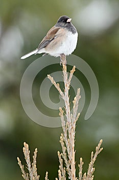 Dark Eyed Junco sitting on tree top