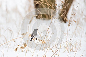 A Dark Eyed Junco in the Snow