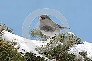 Dark-eyed Junco In Snow