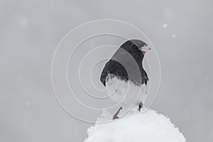 Dark-eyed Junco on snow covered branch in winter, head tilted