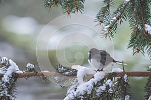 Dark Eyed Junco in the snow