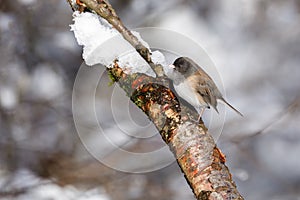 Dark-eyed junco and snow