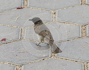 Dark-eyed junco sparrow stood on a stone paved footpath