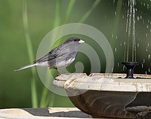 Male Dark-eyed Junco sitting on a Birdbath photo