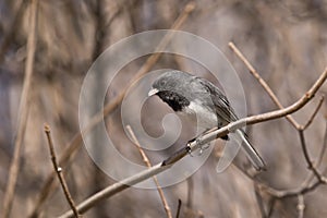 Dark eyed junco in tree looking down