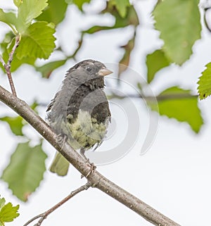 Dark-eyed Junco Wet from his Bath