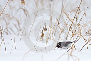 A Dark Eyed Junco in Winter