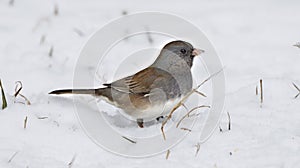 Dark Eyed Junco in the Winter Snow with Grass and Twigs on the Ground