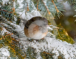 Dark-eyed Junco in Winter Storm