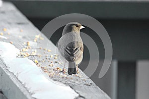 Dark-eyed Juncos