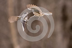 Dark Eyed Juncos fighting in the air