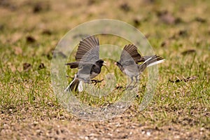 Dark eyed Juncos fighting on the ground