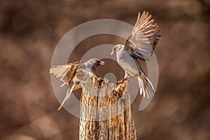 Dark Eyed Juncos fighting on a post photo