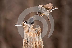 Dark eyed Juncos fighting on a post