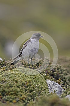 Dark-faced ground tyrant, Muscisaxicola macloviana