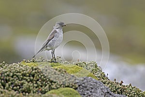 Dark-faced ground tyrant, Muscisaxicola macloviana