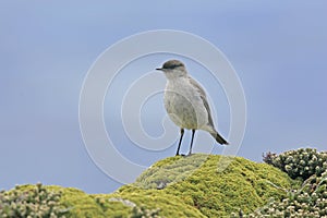 Dark-faced ground tyrant, Muscisaxicola macloviana