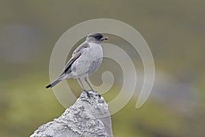 Dark-faced ground tyrant, Muscisaxicola macloviana