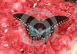 Dark Female Eastern Tiger Swallowtail Butterfly on Watermellon