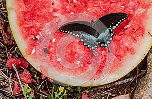 Dark Female Eastern Tiger Swallowtail Butterfly on Watermellon