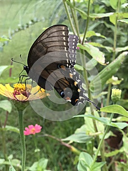 Dark Female Tiger Swallowtail Butterfly - Papilio glaucus