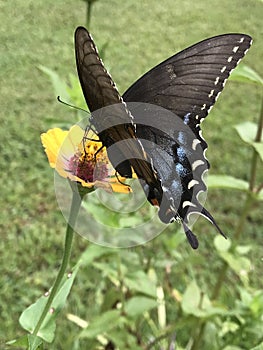 Dark Female Tiger Swallowtail Butterfly - Papilio glaucus