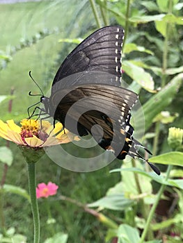 Dark Female Tiger Swallowtail Butterfly - Papilio glaucus