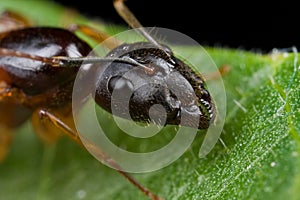 A dark female winged ant, head shot