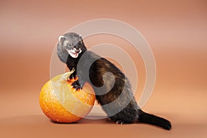 Dark ferret posing in studio with pumpkin on background