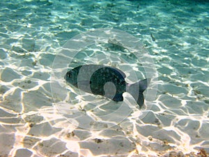 Dark Fish from maldives