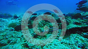 Dark fish swim over bleached coral