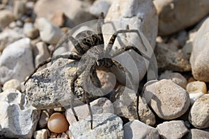 Dark Fishing Spider (Dolomedes tenebrosus)