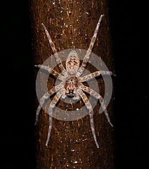 dark fishing spider (Dolomedes tenebrosus) photo