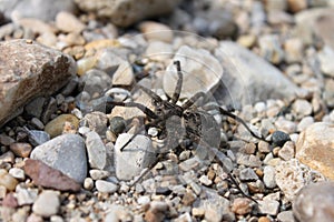 Dark Fishing Spider (Dolomedes tenebrosus) photo