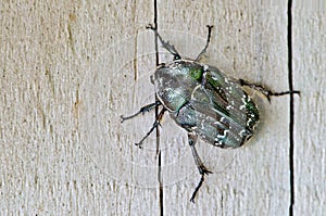 Dark Flower Scarab beetle (Euphoria sepulcralis) on wooden boards, dorsal view.