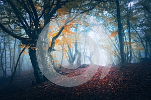 Dark fog forest. Mystical autumn forest with trail in blue fog