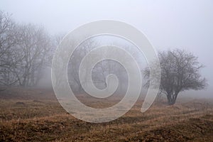 Dark foggy autumn countriside view in morning